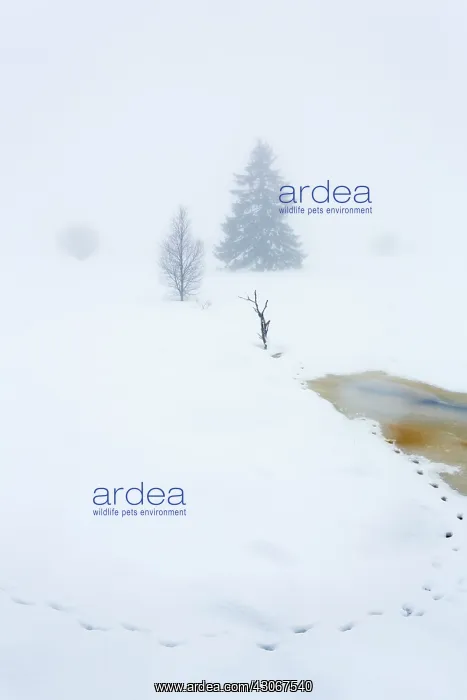 : Animal tracks in snowy and foggy landscape : Animal tracks in snowy and foggy landscape