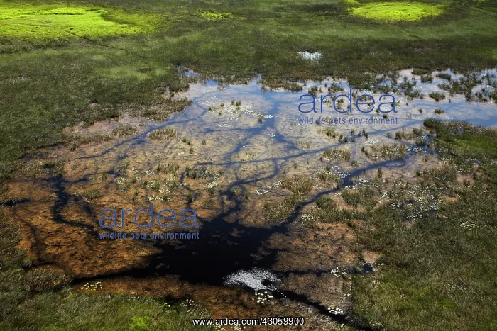 : Animal tracks through the swamp, Okavango : Animal tracks through the swamp, Okavango
