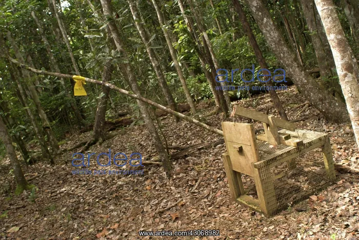 : Animal trap, Mauritius : Animal trap, Mauritius
