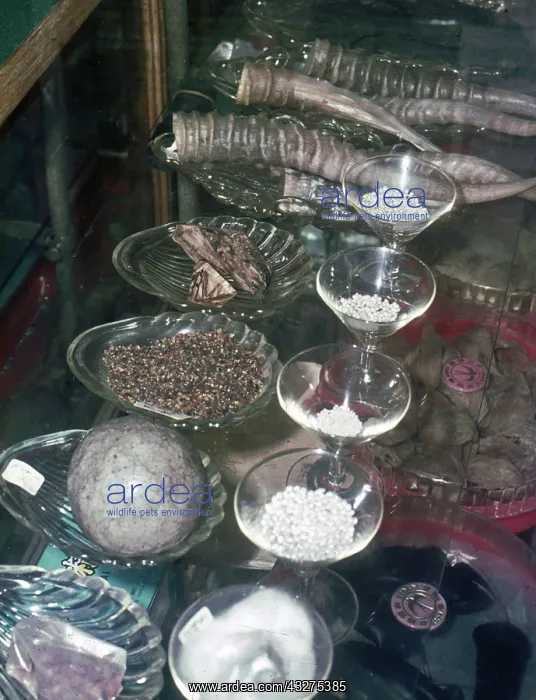 : Animals materials on sale in Singapore as items : Animals materials on sale in Singapore as items