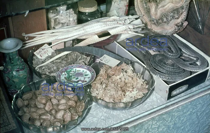 : Animals materials on sale in Singapore as items : Animals materials on sale in Singapore as items