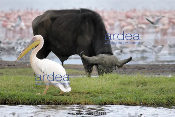 : Animals at Nakuru National Park : Animals at Nakuru National Park
