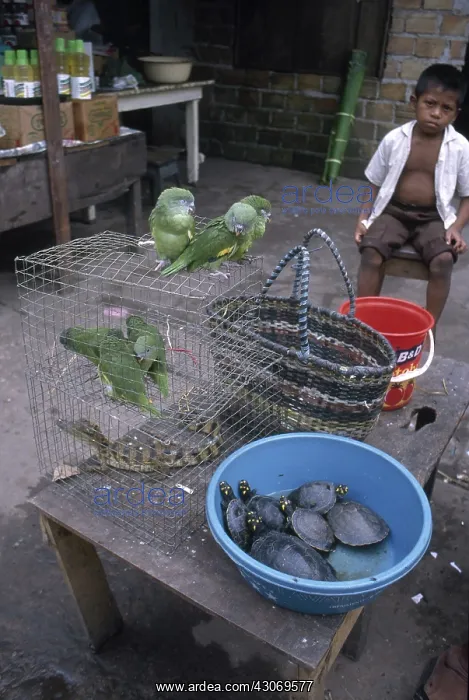 : Animals for Sale in Peru : Animals for Sale in Peru