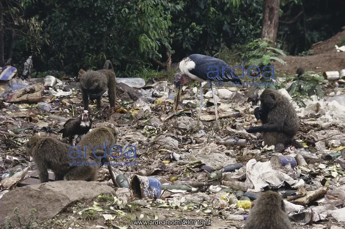 : Animals Scavenging a Dump : Animals Scavenging a Dump