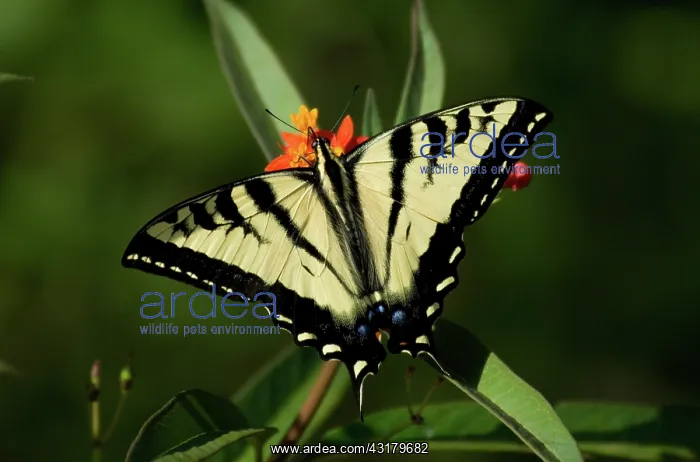 : Anise Swallowtail Butterfly feeding : Anise Swallowtail Butterfly feeding