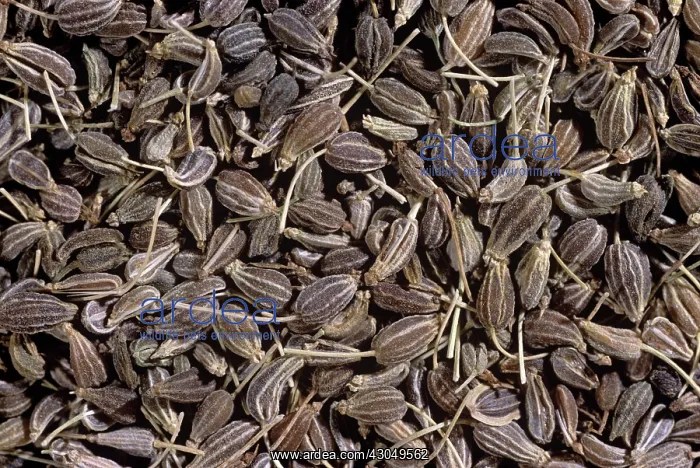 : Aniseed, Pimpinella anisum : Aniseed, Pimpinella anisum