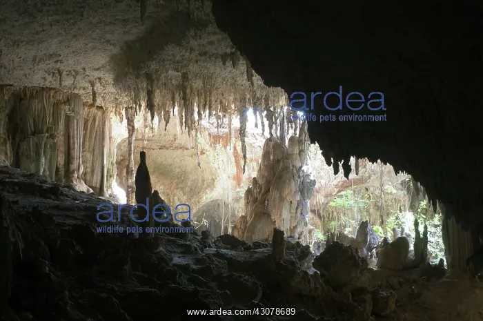 : Anjohibe Cave, Madagascar : Anjohibe Cave, Madagascar