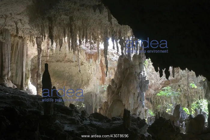 : Anjohibe Cave, Madagascar : Anjohibe Cave, Madagascar