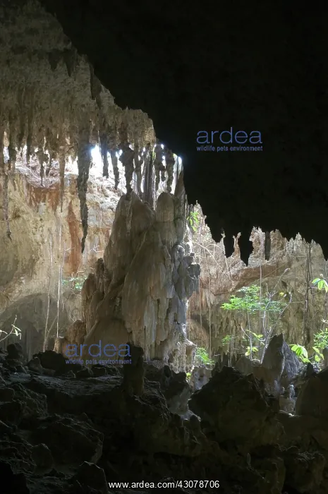 : Anjohibe Cave, Madagascar : Anjohibe Cave, Madagascar