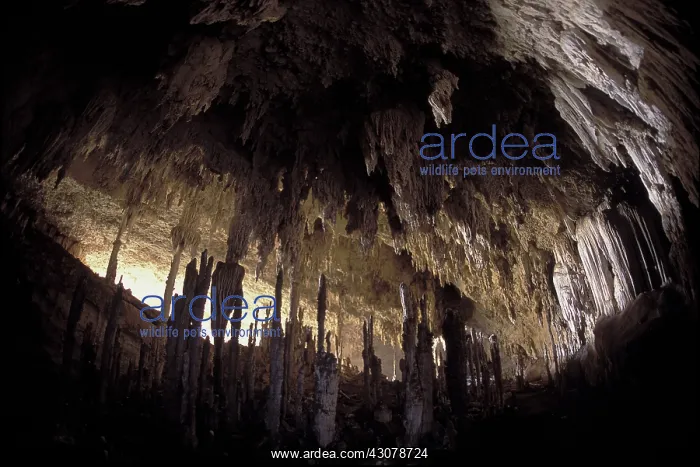 : Anjohibe Cave, Madagascar : Anjohibe Cave, Madagascar