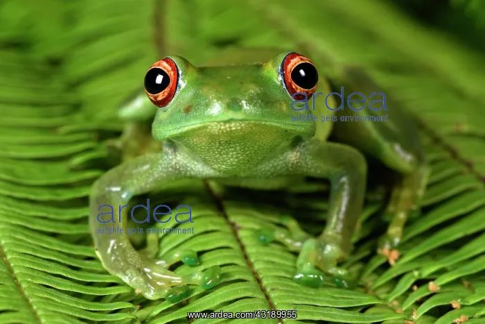 : Ankafana Bright-eyed Frog (Boophis luteus), Andasibe : Ankafana Bright-eyed Frog (Boophis luteus), Andasibe