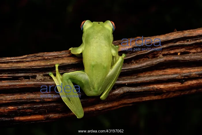 : Ankafana Bright-eyed Frog (Boophis luteus), on lback : Ankafana Bright-eyed Frog (Boophis luteus), on lback