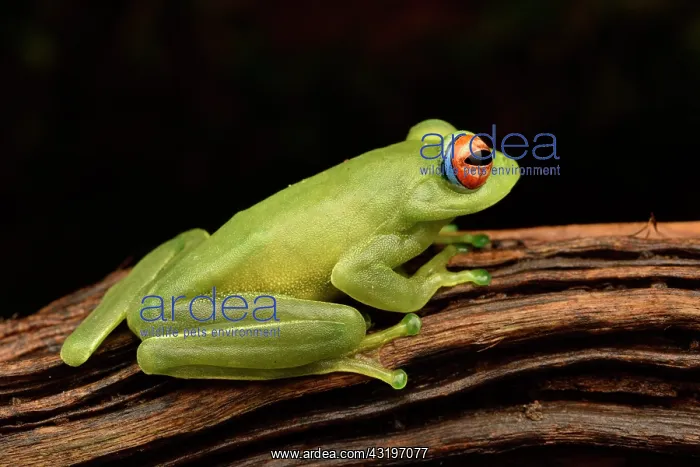 : Ankafana Bright-eyed Frog (Boophis luteus), on lback : Ankafana Bright-eyed Frog (Boophis luteus), on lback