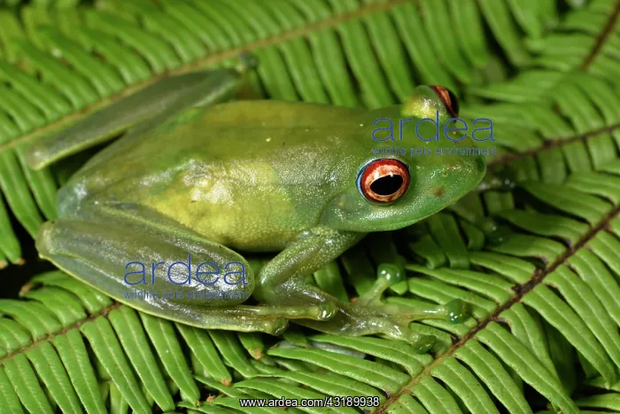 : Ankafana Bright-eyed Frog (Boophis luteus) pregnant : Ankafana Bright-eyed Frog (Boophis luteus) pregnant