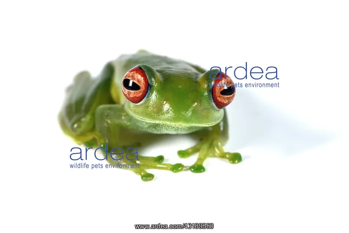 : Ankafana Bright-eyed Frog (Boophis luteus) on white : Ankafana Bright-eyed Frog (Boophis luteus) on white