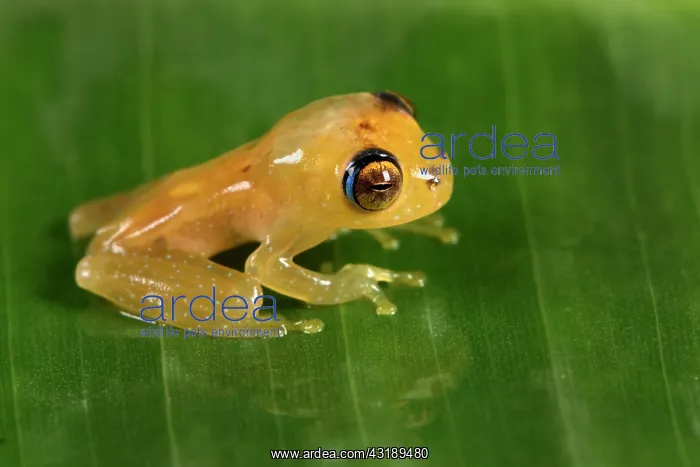 : Ankafana Bright-eyed Frog (Boophis sp) juvenile : Ankafana Bright-eyed Frog (Boophis sp) juvenile