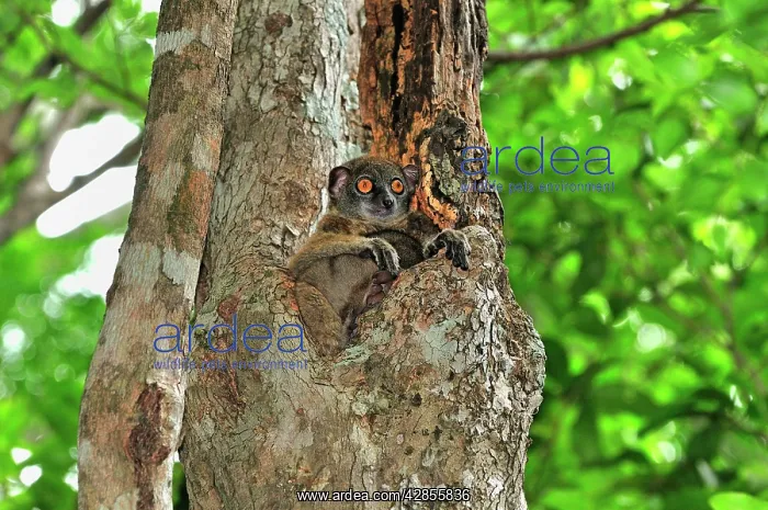: Ankarana Sportive Lemur : Ankarana Sportive Lemur