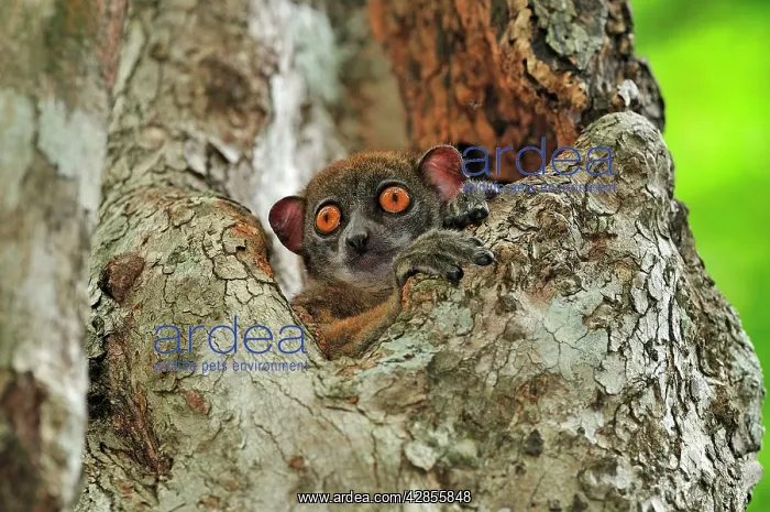 : Ankarana Sportive Lemur : Ankarana Sportive Lemur