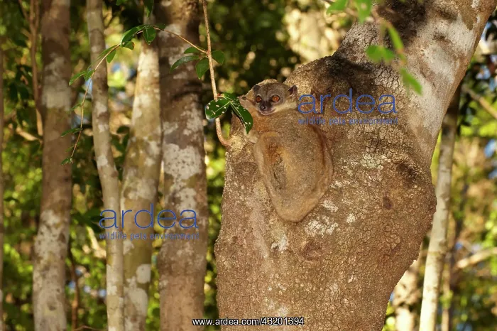 : Ankarana Sportive Lemur : Ankarana Sportive Lemur