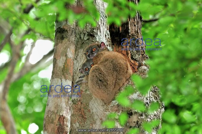 : Ankarana Sportive Lemur - in tree with young : Ankarana Sportive Lemur - in tree with young