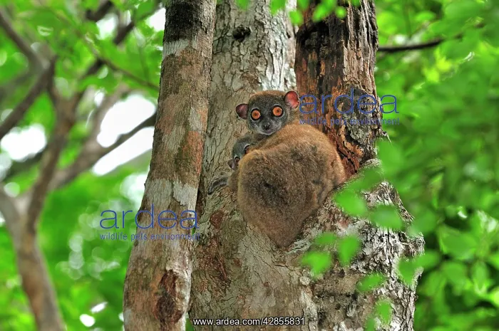 : Ankarana Sportive Lemur - in tree with young : Ankarana Sportive Lemur - in tree with young