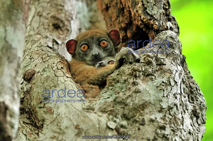 : Ankarana Sportive Lemur - in tree with young : Ankarana Sportive Lemur - in tree with young