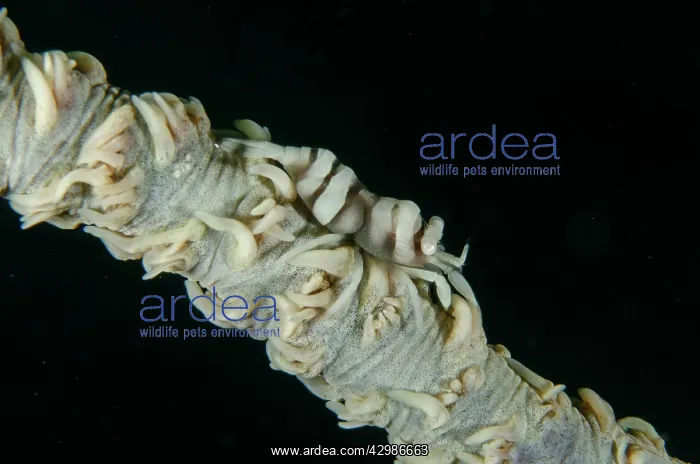: Ankers Whip Coral Shrimp on Whip Coral (Alcyonacea : Ankers Whip Coral Shrimp on Whip Coral (Alcyonacea