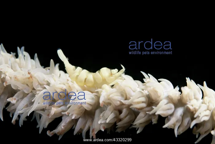 : Anker's Whipcoral Shrimp - on Whip coral : Anker's Whipcoral Shrimp - on Whip coral