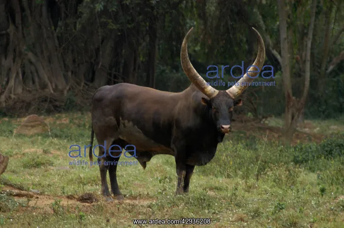 : Ankole Bull : Ankole Bull