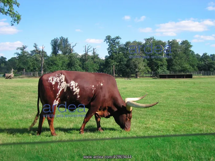  : Ankole Bull  /  Watussi - Grazing in field