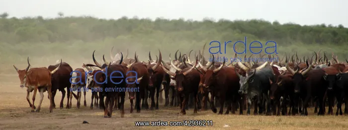  : Ankole cattle