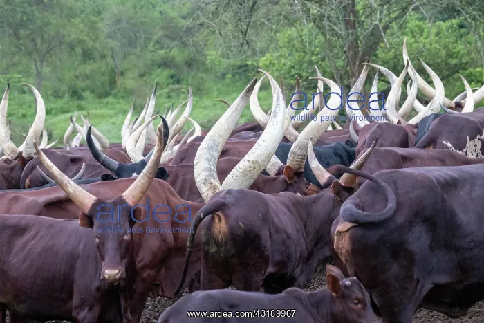 : Ankole-Watusi (Bos taurus primigenius), Lake Mburo : Ankole-Watusi (Bos taurus primigenius), Lake Mburo