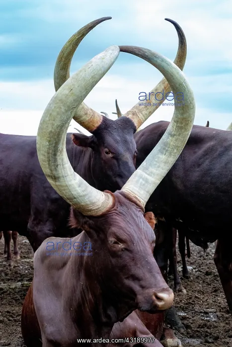 : Ankole-Watusi (Bos taurus primigenius), Lake Mburo : Ankole-Watusi (Bos taurus primigenius), Lake Mburo
