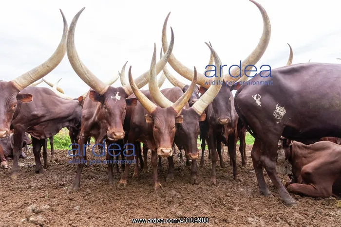 : Ankole-Watusi (Bos taurus primigenius), Lake Mburo : Ankole-Watusi (Bos taurus primigenius), Lake Mburo