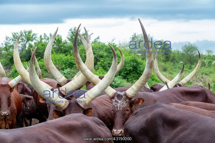 : Ankole-Watusi (Bos taurus primigenius), Lake Mburo : Ankole-Watusi (Bos taurus primigenius), Lake Mburo