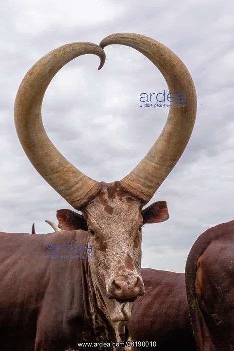: Ankole-Watusi (Bos taurus primigenius), Lake Mburo : Ankole-Watusi (Bos taurus primigenius), Lake Mburo