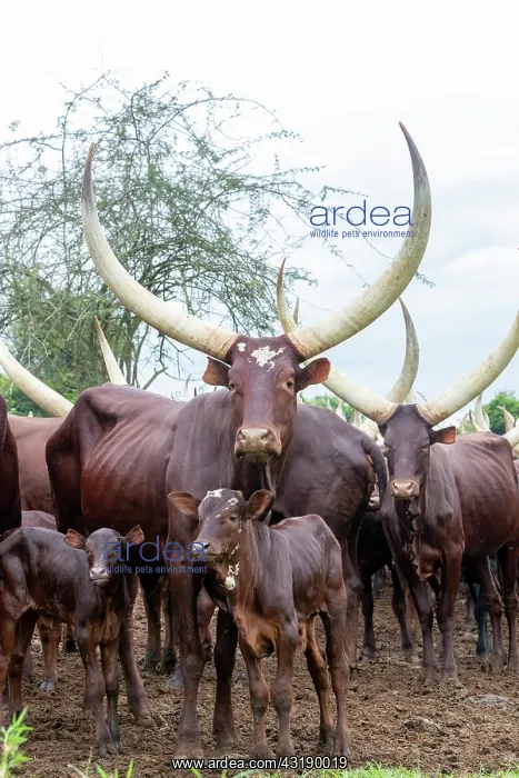 : Ankole-Watusi (Bos taurus primigenius), Lake Mburo : Ankole-Watusi (Bos taurus primigenius), Lake Mburo