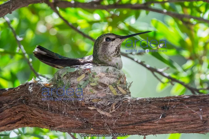 : Anna Hummingbird nest (Calypte anna). Arizona : Anna Hummingbird nest (Calypte anna). Arizona