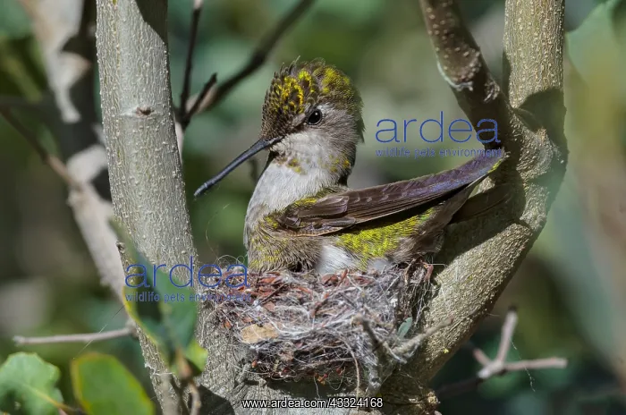 : Anna Hummingbird nest (Calypte anna). Arizona : Anna Hummingbird nest (Calypte anna). Arizona