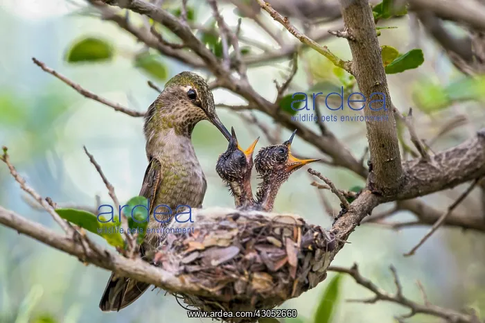 : Anna Hummingbird nest (Calypte anna)--female feeding : Anna Hummingbird nest (Calypte anna)--female feeding