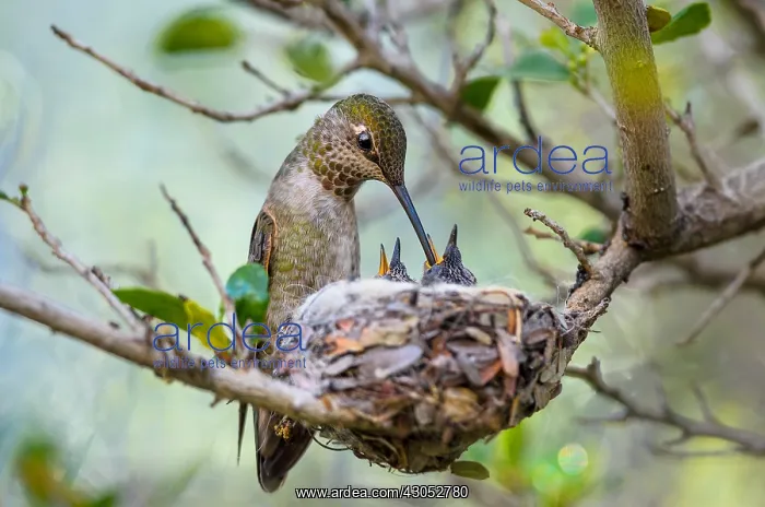 : Anna Hummingbird nest (Calypte anna)--female feeding : Anna Hummingbird nest (Calypte anna)--female feeding