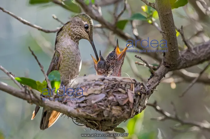: Anna Hummingbird nest (Calypte anna)--female feeding : Anna Hummingbird nest (Calypte anna)--female feeding