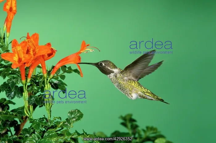 : Anna's Hummingbird : Anna's Hummingbird