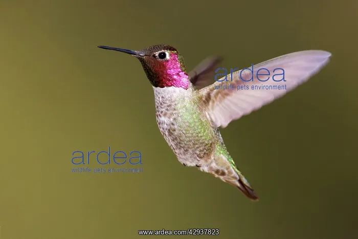 : Anna's Hummingbird : Anna's Hummingbird
