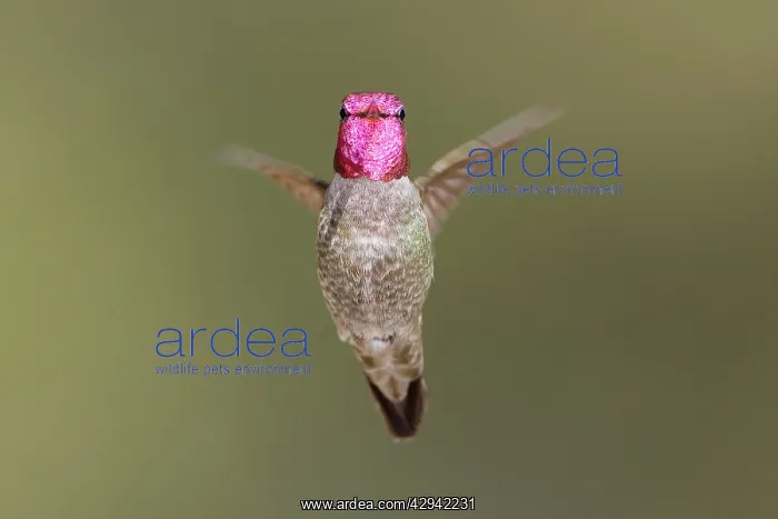 : Anna's Hummingbird : Anna's Hummingbird