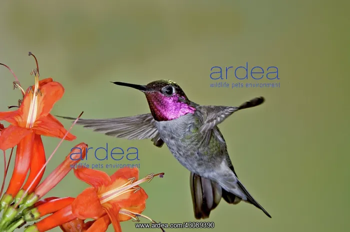 : Anna's Hummingbird : Anna's Hummingbird