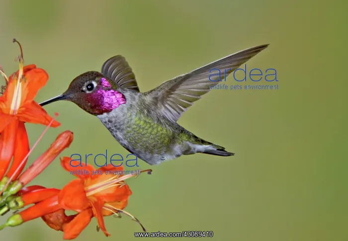 : Anna's Hummingbird : Anna's Hummingbird