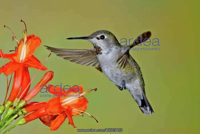 : Anna's Hummingbird : Anna's Hummingbird