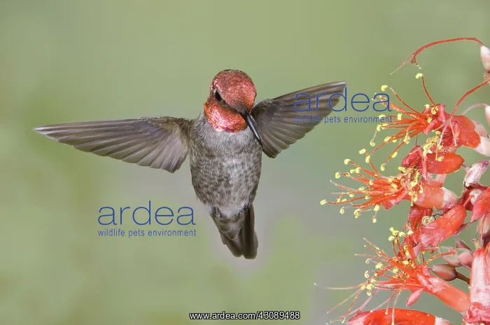 : Anna's Hummingbird : Anna's Hummingbird