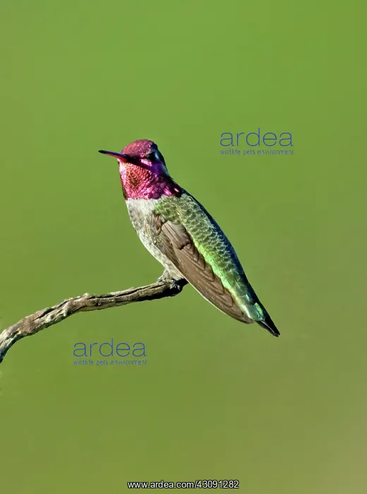 : Anna's hummingbird : Anna's hummingbird